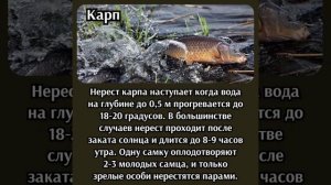 НЕРЕСТ РЫБЫ, ГДЕ И КОГДА