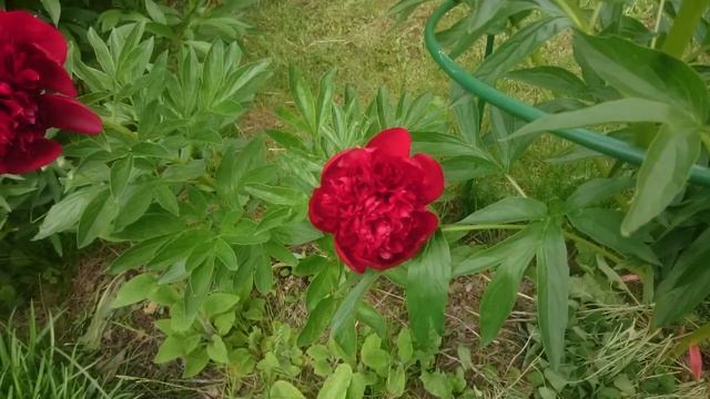 Paeonia Red Charm смотреть онлайн