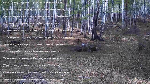 СИБИРСКИЕ ДИКИЕ КОСУЛИ смотреть онлайн