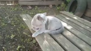 Сима на охоте