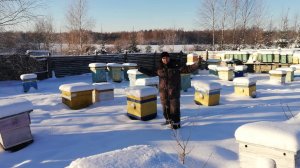 Ревизия основной пасеки. Зимовка пчел 2024-25 в Костромской области