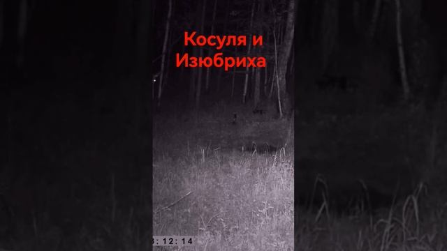 Животный мир косуля изюбря #shorts смотреть онлайн