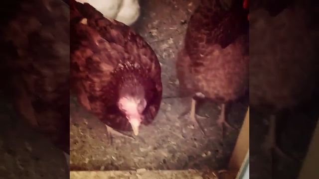 Chicken смотреть онлайн