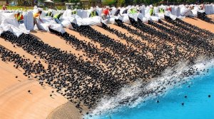 96 Миллионов Мячиков Сбросили В Озеро