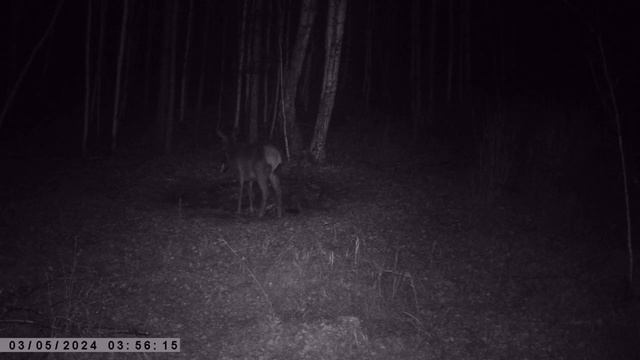 ИЗЮБРИХА ДИКИЕ ЖИВОТНЫЕ ТАЙГА СОЛОНЕЦ ФОТОЛОВУШКА смотреть онлайн