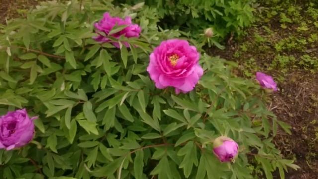 Коллекция Марианны Успенской в Ботаническом саду МГУ. смотреть онлайн