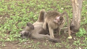 A male Baboon being groomed by female Baboon in oestrus
