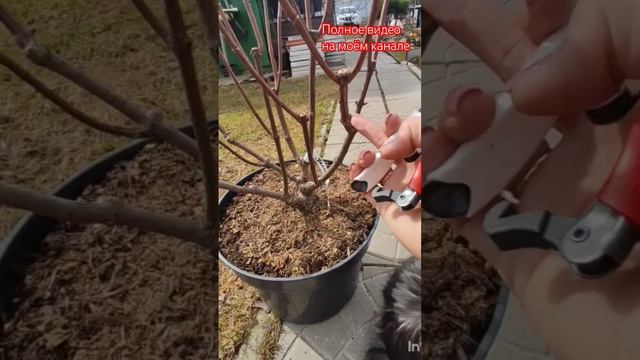 Пастель Грин. Весенняя обрезка.