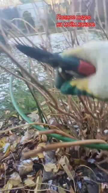 Обрезка и особенности древовидной гортензии.