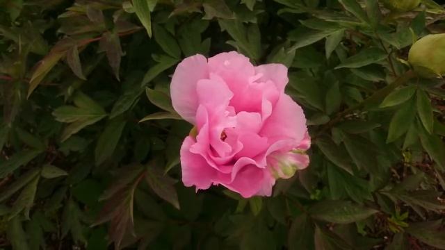 Коллекция Марианны Успенской в Ботаническом саду МГУ. смотреть онлайн