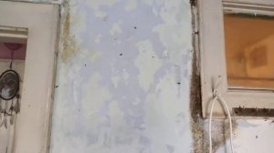 Первая реакция тараканов на обработку пиретроидами