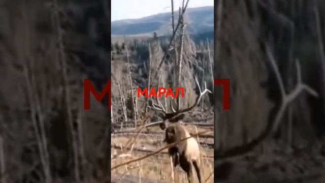 МАРАЛ В БРАЧНЫЙ ПЕРИОД #shorts смотреть онлайн