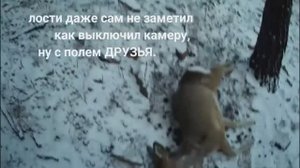 ОХОТА С ПОДХОДА, ЗИМОЙ НА СИБИРСКУЮ КОСУЛЮ