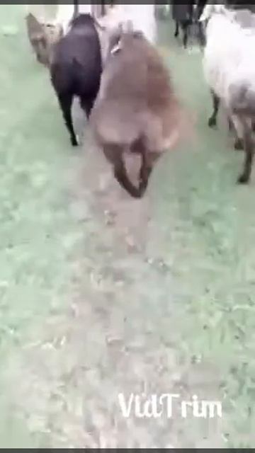 video 9ad9145a98abd347097c79f8137d962e99252567d9efaf55c15df4da6025ce76 V