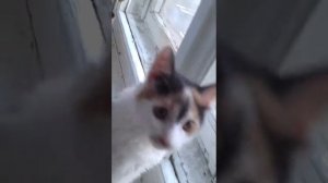 Кошка разговаривает с птицами