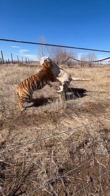 Saving the 'Tiger King' Big Cats