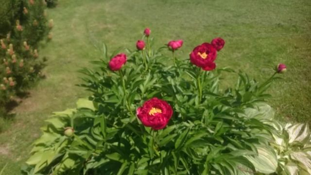 Paeonia Ann Zaller смотреть онлайн