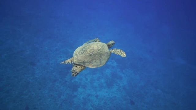 Тасбақа туралы қызық мәлімет