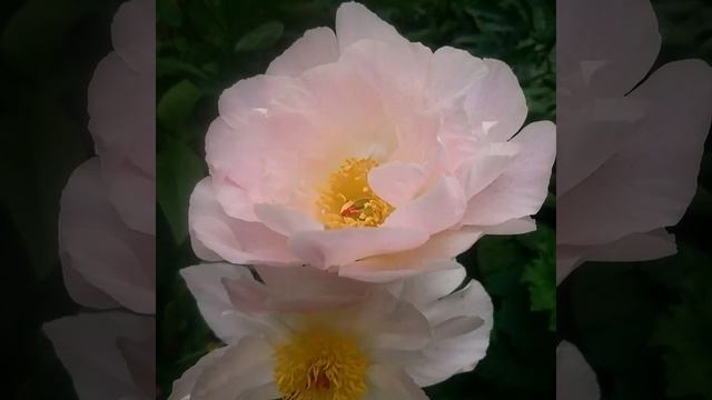 6 июля 2017 г. смотреть онлайн