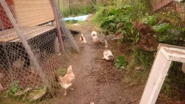 Купаться смотреть онлайн