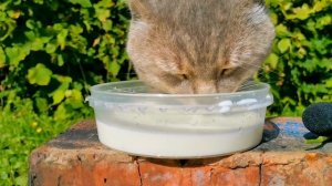 Кот пьет молочко осенью. The cat drinks milk in autumn
