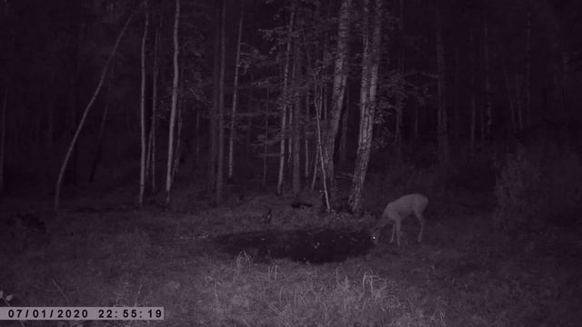 ГОН СИБИРСКОЙ КОСУЛИ ФОТОЛОВУШКА смотреть онлайн