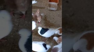 Голуби Гусь-Хрустальный 89206272715