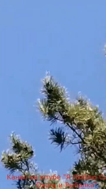 КРАСОТА ПРИРОДЫ #shorts смотреть онлайн