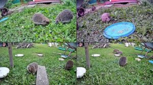 Ёжики(Hedgehogs)_2024_01