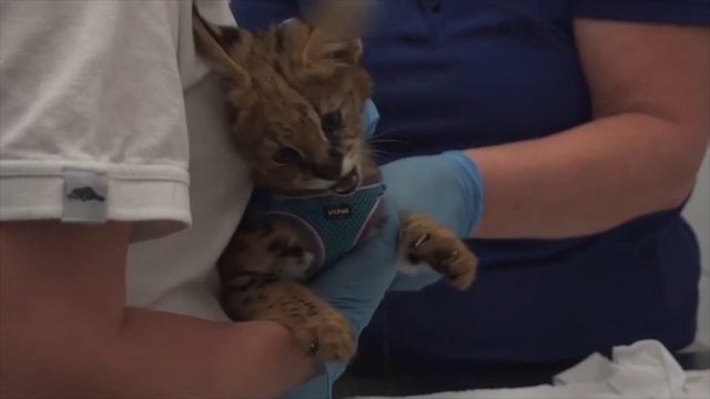 Serval and caracal kittens destined for exotic pet trade rescued and recovering смотреть онлайн