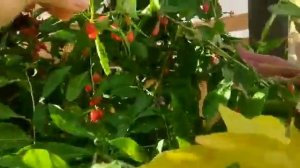 И ягоды, и цветы? И лиана, и куст? Не предсказуемая ягода "" ГОДЖИ"