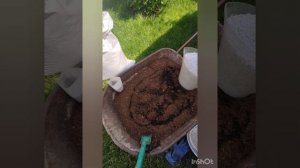 Готовлю грунт для пересадки саженцев гортензий.