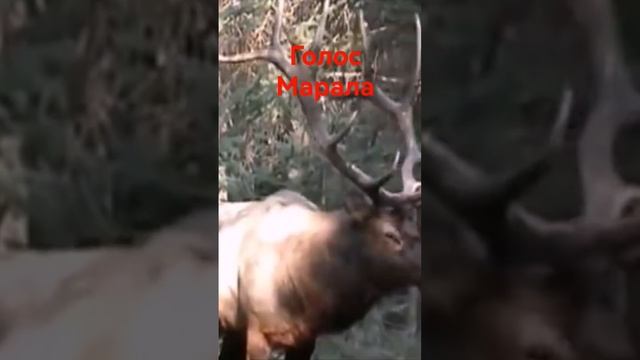 ГОЛОС ОЛЕНЯ #shorts смотреть онлайн