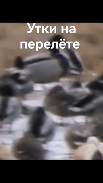 ДИКИЕ УТКИ, ГУСИ, ОГАРИ #shorts смотреть онлайн