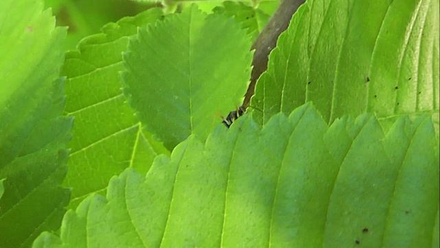 БИОСФЕРА: 227. Четырёхпятнистый Дубовый Клоп (Dryophilocoris flavoquadrimaculatus)
