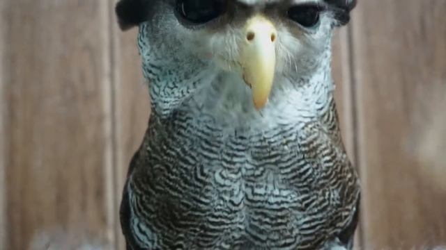 Eagle Owl (Choco) enjoying her snack (Mealworms) フクロウ ワシミミズク сова сыч филин 雕鸮 猫头鹰 올빼미목 Burung Hant
