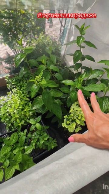 Саженцы гортензий в продаже.