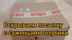 Приехала посылка с саженцами голубики. Стоит ли заказывать растения зимой