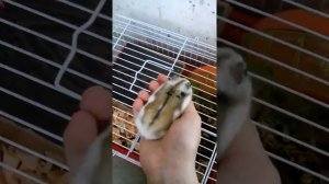 Как приручить хомяка к рукам?