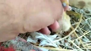 #pigeons#Moscow#Голуби#Германа#Титова#, супер кормилки