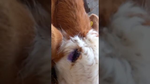 НИТА-ФАРМ билан даволаймиз. "Ксиланит" бузок шохини куйдириш. смотреть онлайн