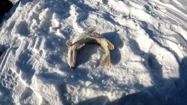 ЩУКИ НАС ЗАГОНЯЛИ!!! РЫБАЛКА НА ЖЕРЛИЦЫ на СИБИРСКОЙ РЕЧКЕ. Пока везде тает, мы ловим СЕВЕРНУЮ ЩУКУ! смотреть онлайн