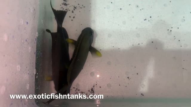 “MAGNIFICENT” Maculiceps Tangs! смотреть онлайн