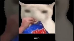 кот ичо кушает чипсы под фонк комарово