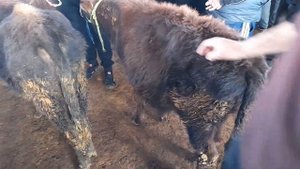 МОЛБОЗОРИ ВАХДАТ НАРХИ БУКАХОИ КАЛОН МАЙДА ЖИВОЙ ВЕС