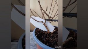 Весенняя обрезка гортензии Bonfire. 05.04.2023.