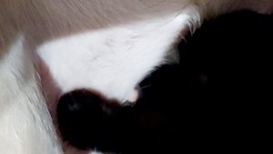 Собака кормит котенка молоком. Чужих детей не бывает.