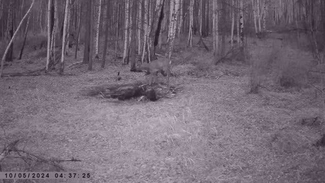 СИБИРСКИЕ КОСУЛИ ЗАЯЦ БЕЛЯК смотреть онлайн