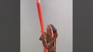 Как хамелеон меняет цвет