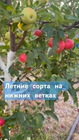 Многосортовые яблони!